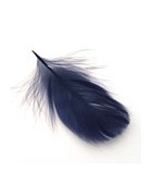 Plumes